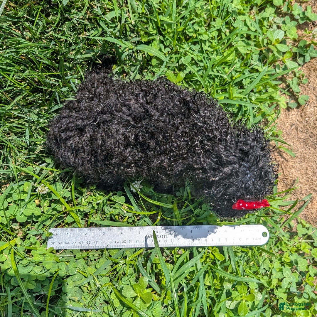 Toy Poodle dogs for sale: Ember - Image 2