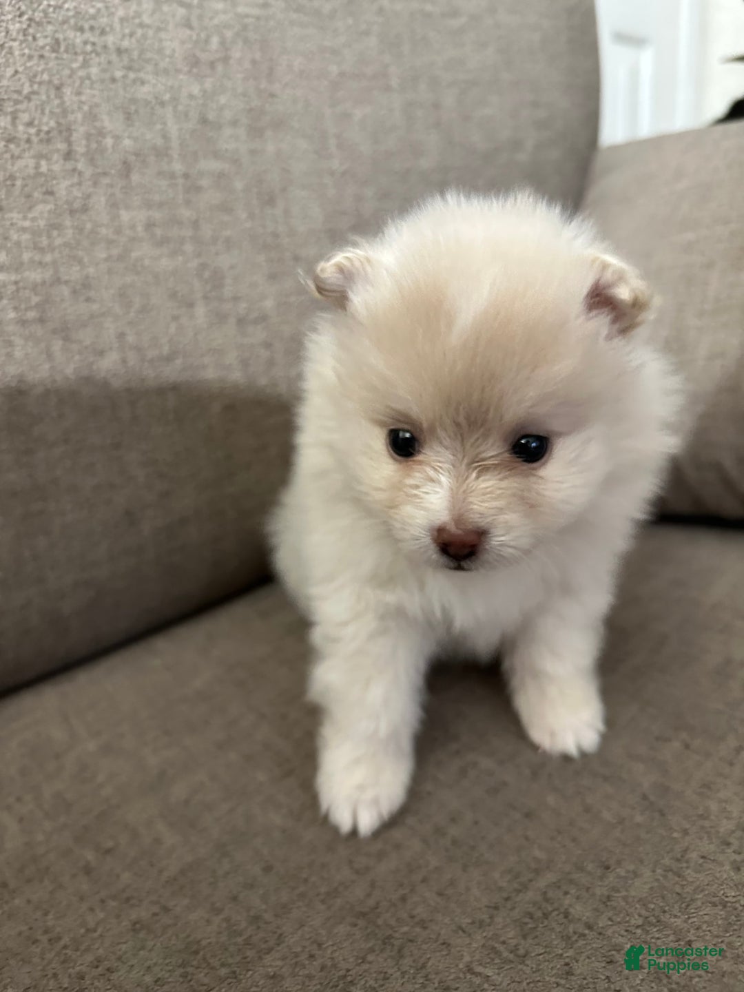Pomeranian dogs for sale: Coco - Image 3