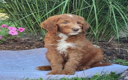 Goldendoodle dogs for sale: Ricky - Image 5