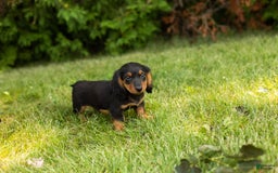 Miniature Dachshund dogs for sale: Buddy - Image 8