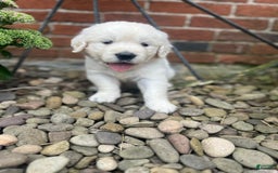 Golden Retriever dogs for sale: Mindy - Image 1