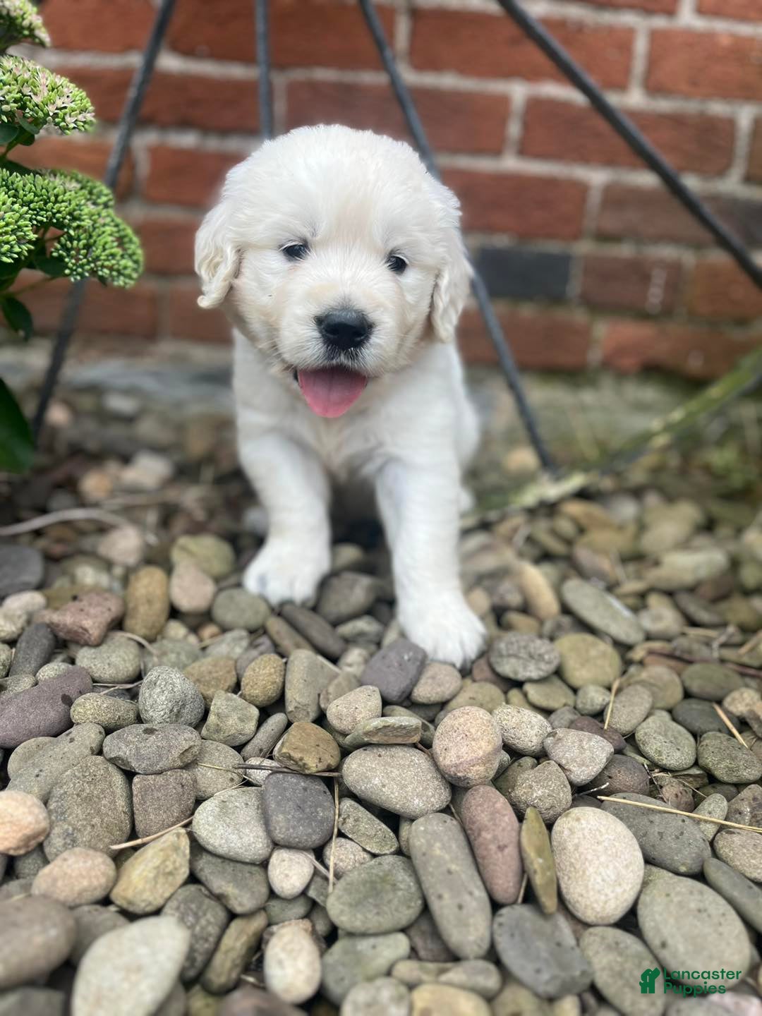 Golden Retriever dogs for sale: Mindy - Image 1