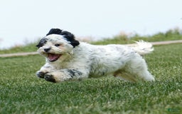 Shihpoo dogs for sale: Benny - Image 10