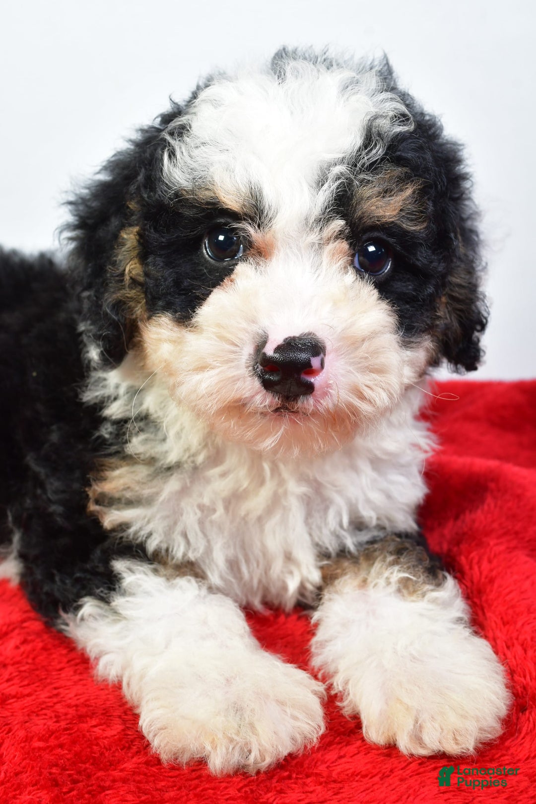 Mini Bernedoodle dogs for sale: Walker - Image 4