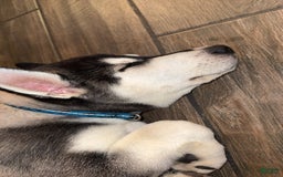 Gerberian Shepsky dogs for sale: Stormy - Image 12