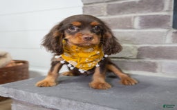 Cavalier King Charles Spaniel dogs for sale: Lance - Image 7