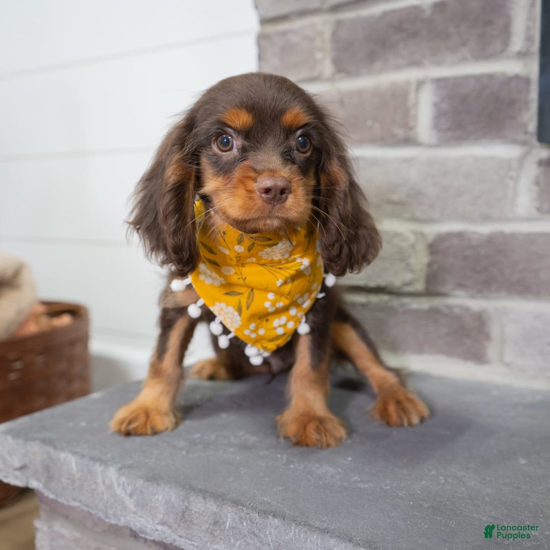 Cavalier King Charles Spaniel dogs for sale: Lance - Image 7