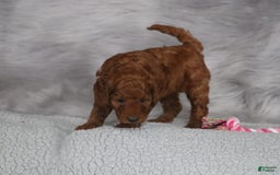 Mini Goldendoodle dogs for sale: Cinnamon - Image 18