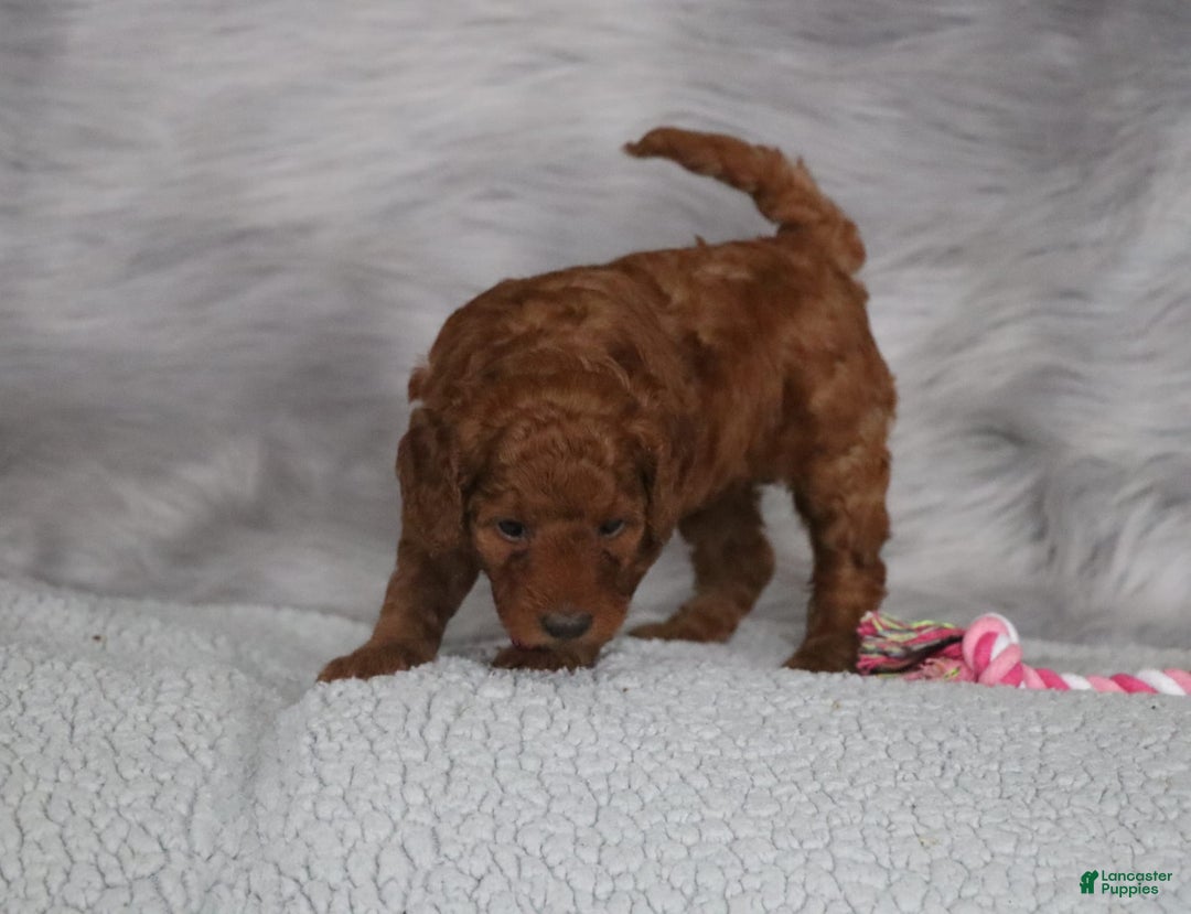 Mini Goldendoodle dogs for sale: Cinnamon - Image 18