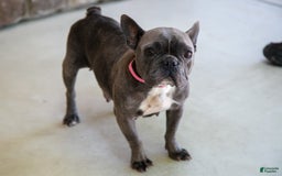 French Bulldog dogs for sale: Ashley - Image 4