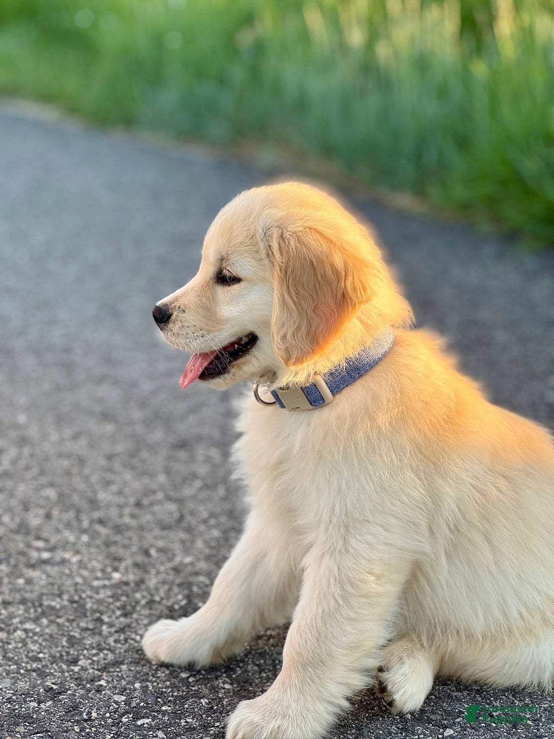 Golden Retriever dogs for sale: Chipi - Image 2