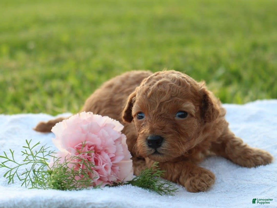 Miniature Poodle dogs for sale: Alivia - Image 9