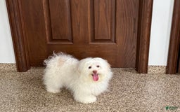 Lhasa Apso dogs for sale: Honey - Image 11