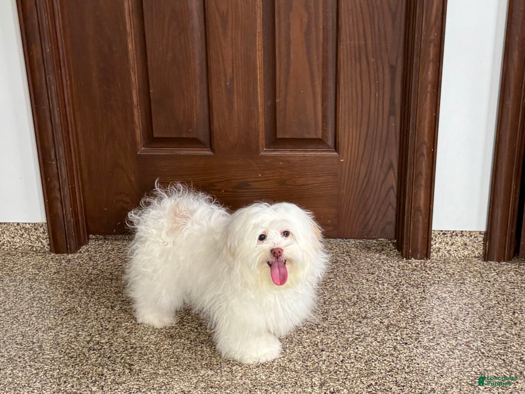 Lhasa Apso dogs for sale: Honey - Image 11