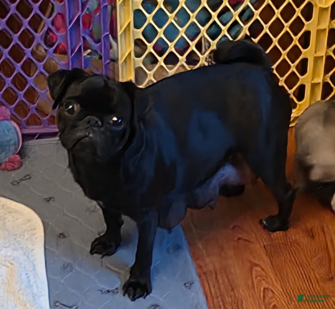 Pug dogs for sale: Opal Girl 1 - Image 2