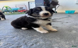 Australian Shepherd dogs for sale: Black Collar - Image 4