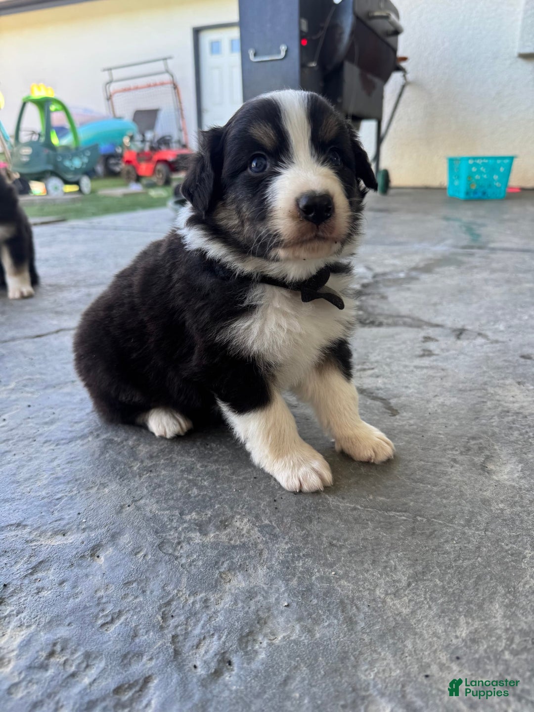 Australian Shepherd dogs for sale: Black Collar - Image 4