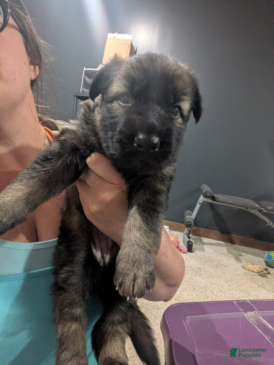 German Shepherd dogs for sale: Ramsey - Image 1