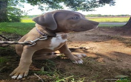 American Bully dogs for sale: Diesel - Image 5