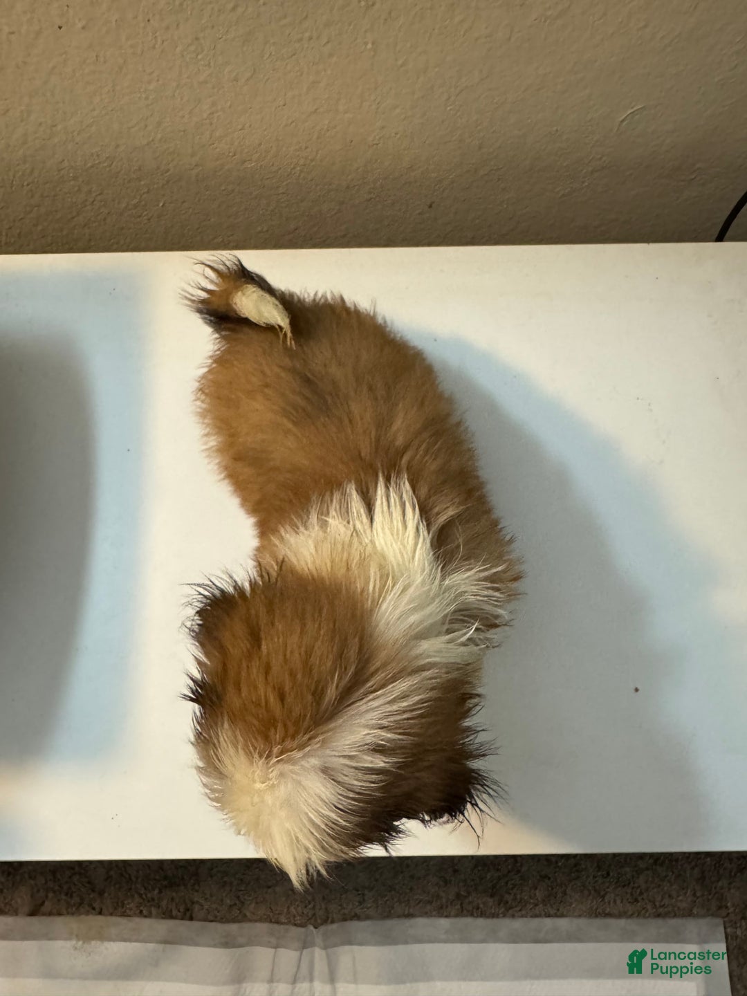 Shih Tzu dogs for sale: Shih Tzu 4 puppies - Image 10