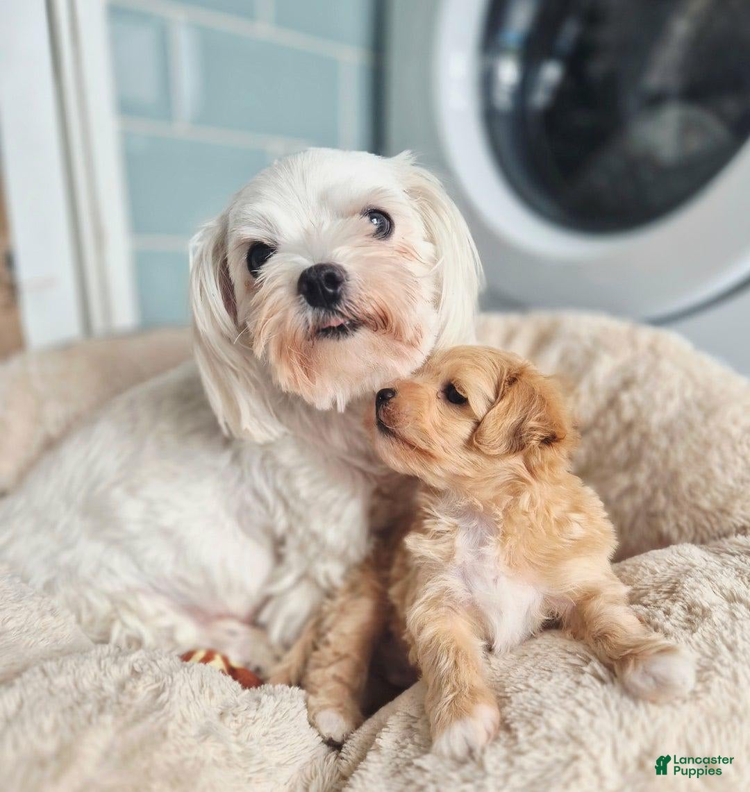 Maltipoo dogs for sale: Maya - Image 7