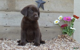 Labrador Retriever dogs for sale: Labrador Retriever 7 puppies - Image 4
