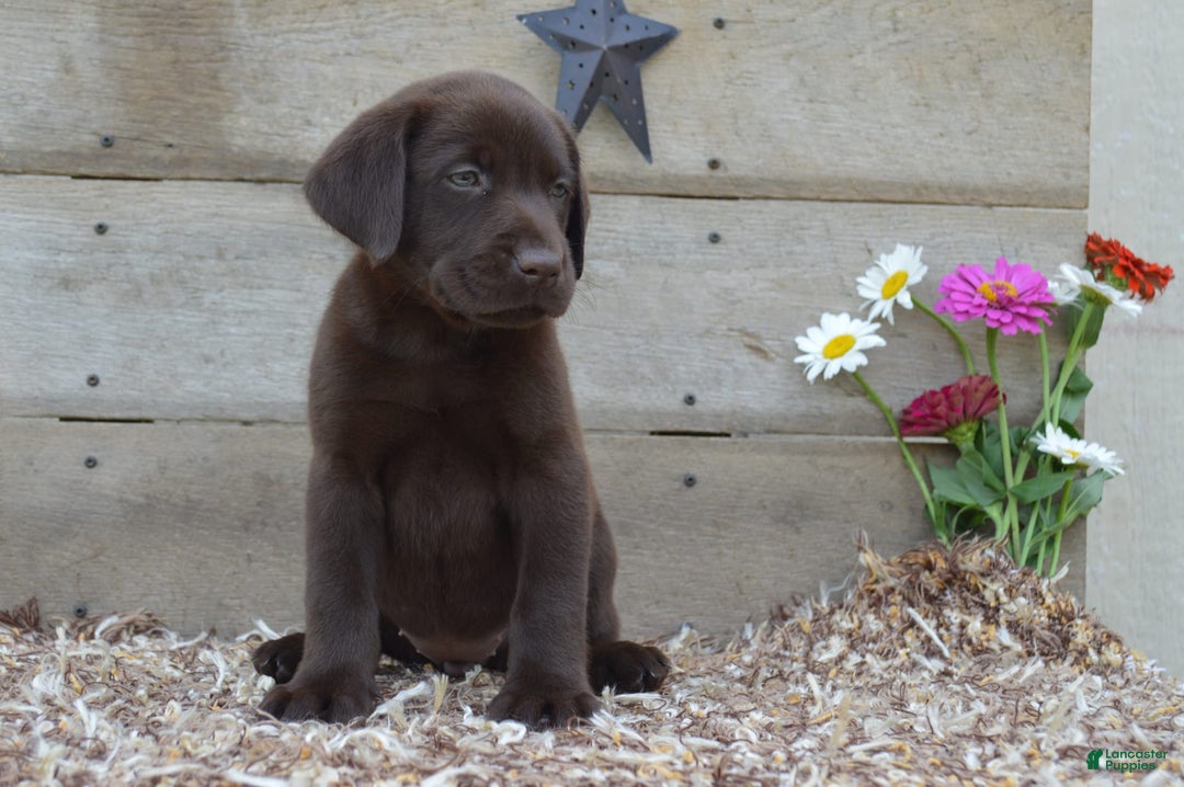 Labrador Retriever dogs for sale: Labrador Retriever 7 puppies - Image 4