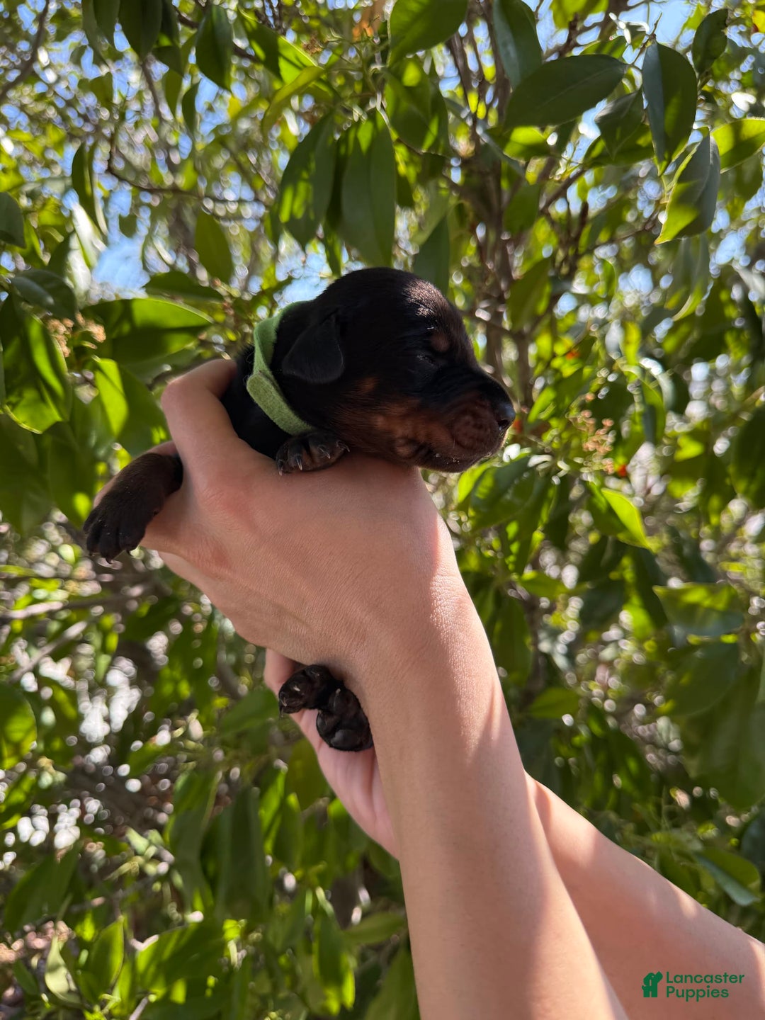 Doberman Pinscher dogs for sale: Green Collar - Image 12