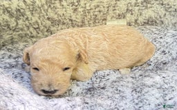 Goldendoodle dogs for sale: Faith Red Collar Gd - Image 2