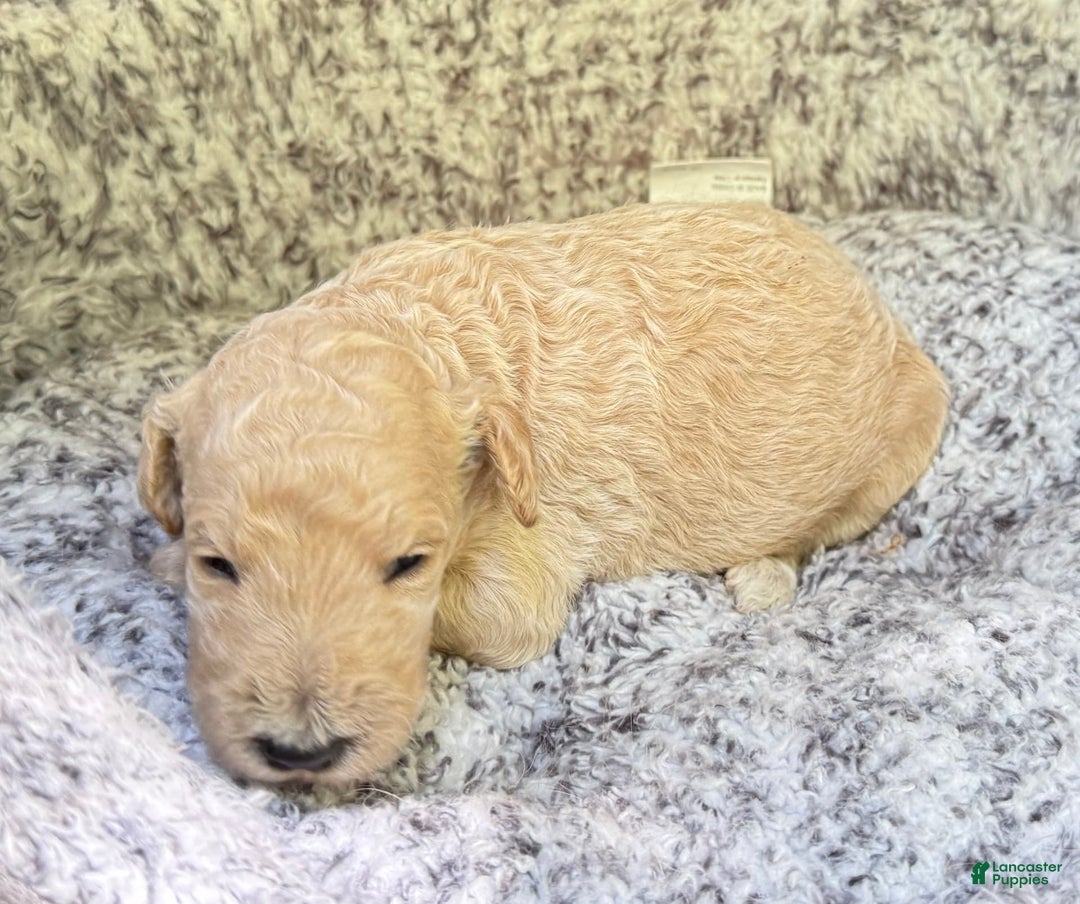Goldendoodle dogs for sale: Faith Red Collar Gd - Image 2