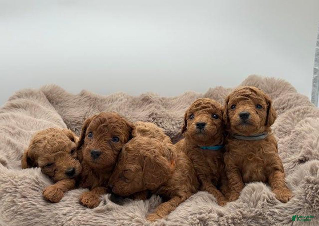 Toy Poodle dogs for sale: Ace - Image 2