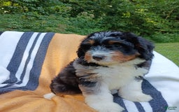 Mini Bernedoodle dogs for sale: Pizza - Image 3