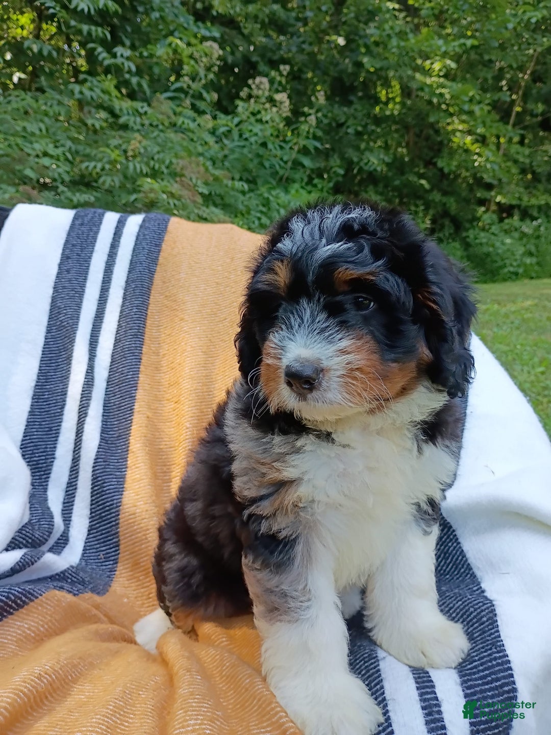 Mini Bernedoodle dogs for sale: Pizza - Image 3