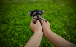 Morkie dogs for sale: Cream Point Ladybug - Image 6