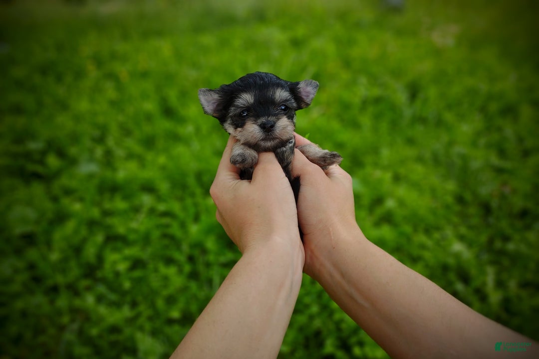 Morkie dogs for sale: Cream Point Ladybug - Image 6