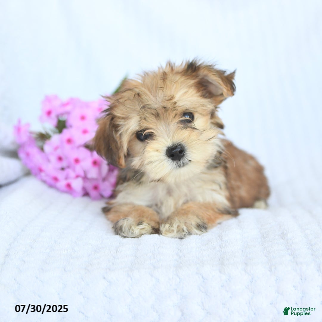 Morkie dogs for sale: Maxwell - Image 2