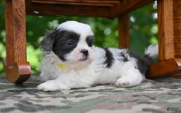 Shih Tzu dogs for sale: Charlie - Image 10