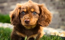 Miniature Dachshund dogs for sale: Harry - Image 9