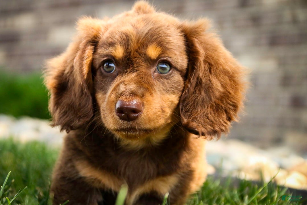 Miniature Dachshund dogs for sale: Harry - Image 9