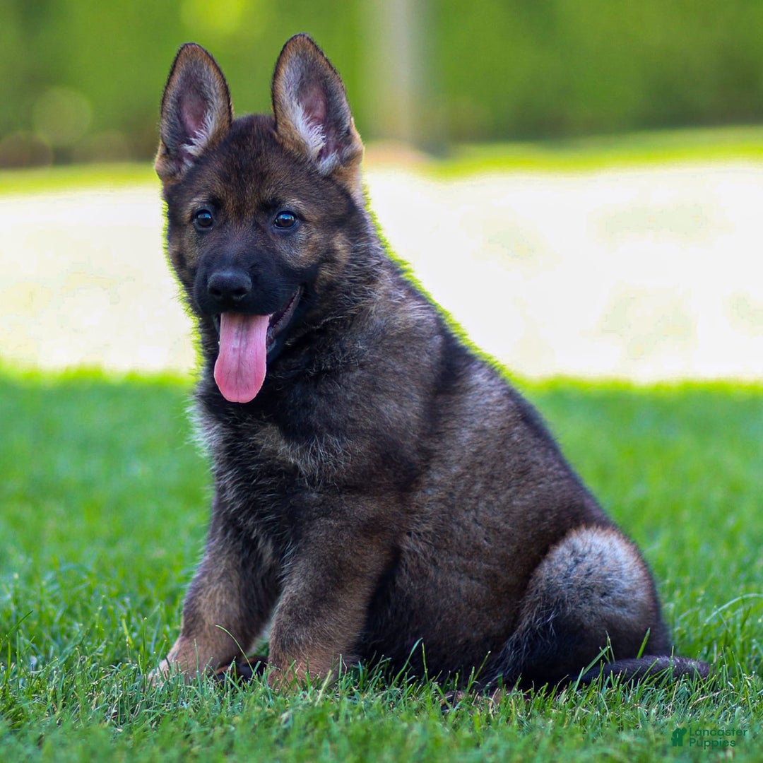German Shepherd dogs for sale: Axel - Image 13