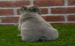 French Bulldog dogs for sale: Rusty - Image 3
