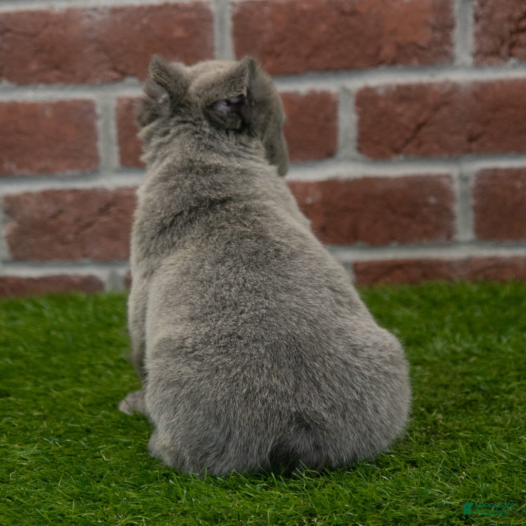French Bulldog dogs for sale: Rusty - Image 3