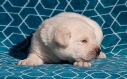 Labrador Retriever dogs for sale: Monroe - Image 3