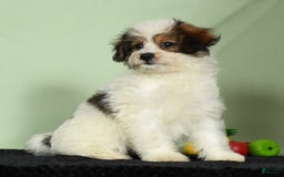 Bichon Frise dogs for sale: Moana - Image 9