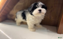 Morkie dogs for sale: Helen - Image 2