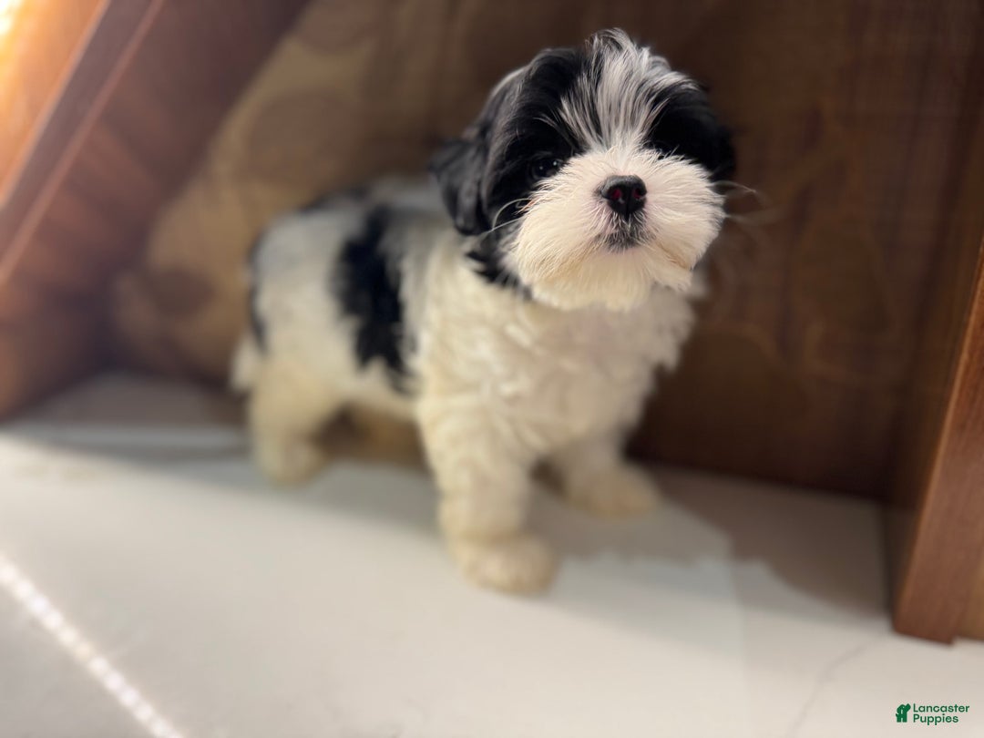 Morkie dogs for sale: Helen - Image 2