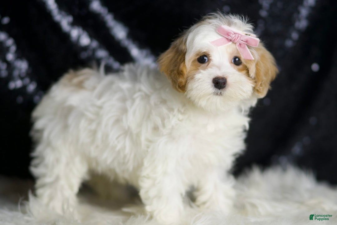 Maltipoo dogs for sale: Maltipoo 4 puppies - Image 3