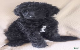 Goldendoodle dogs for sale: Mini Goldendoodle F1b2 - Image 4