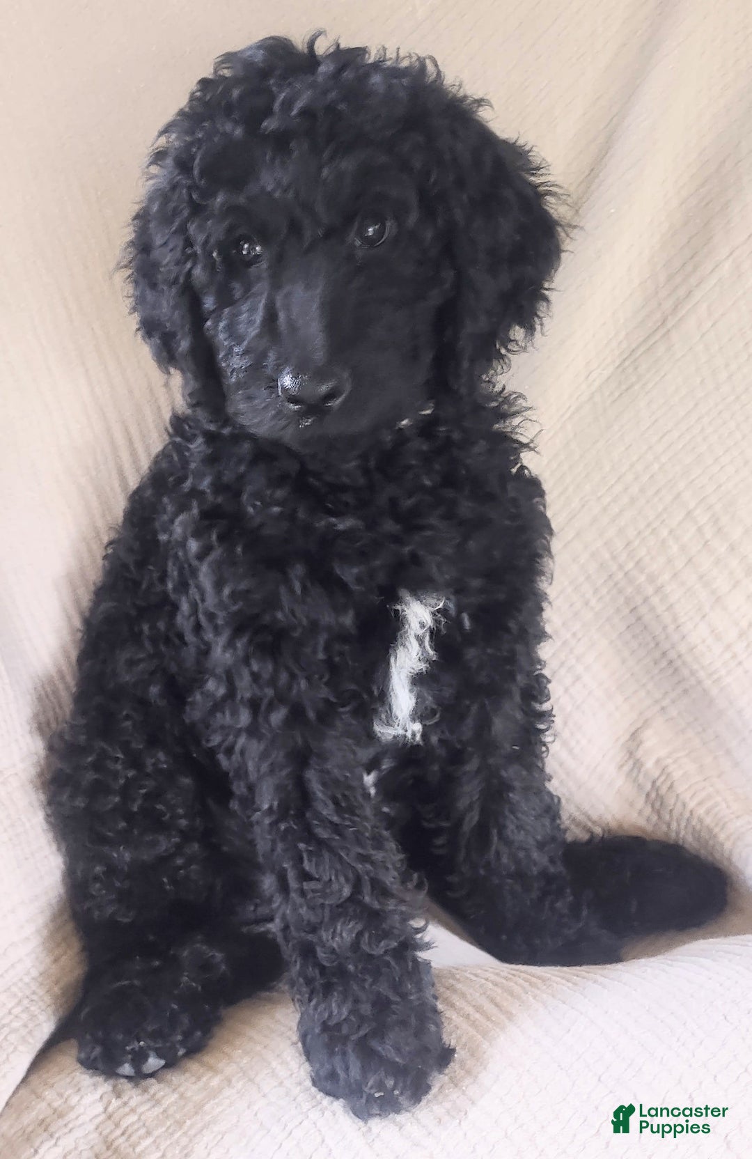 Goldendoodle dogs for sale: Mini Goldendoodle F1b2 - Image 4