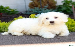 Maltipoo dogs for sale: Maltipoo 8 puppies - Image 5